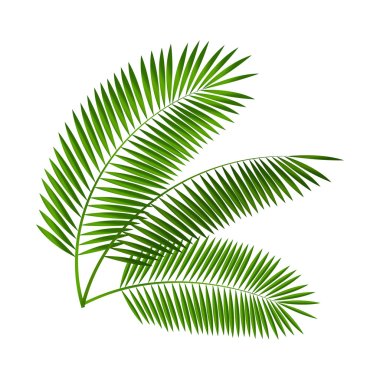 Palmiye yaprağı vektör çizim