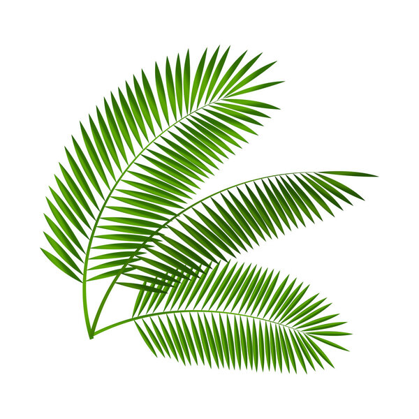 Palm Leaf Vector Illustration