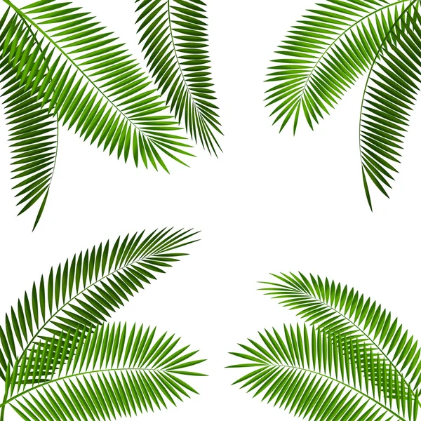 Palmiye yaprağı vektör çizim — Stok Vektör