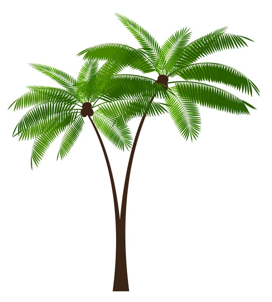 Illustrazione vettoriale foglia di palma — Vettoriale Stock