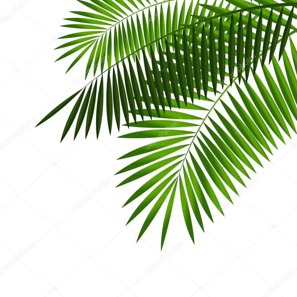 Palm Leaf Vector Illustration — Stock Vector © oleggankod ...