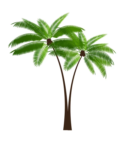 Ilustración de vector de hoja de palma — Archivo Imágenes Vectoriales