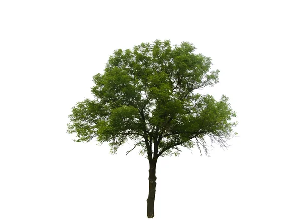 Árbol de silueta de color aislado en Backgorund blanco. Vector — Archivo Imágenes Vectoriales