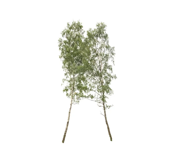 Árvore de silhueta colorida isolada em Backgorund branco. Vetor —  Vetores de Stock