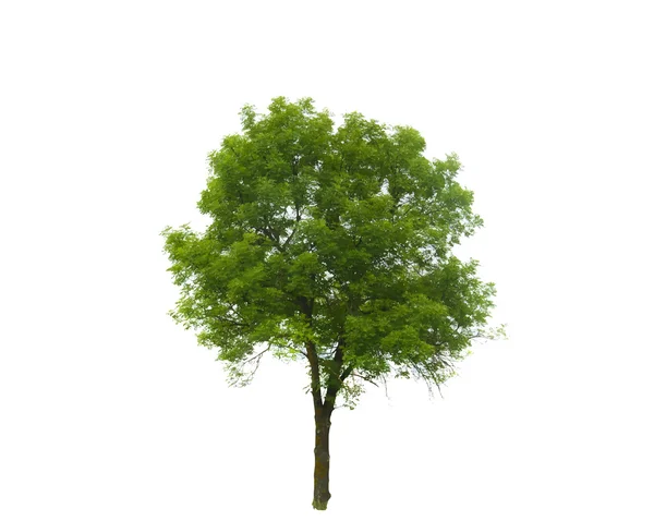 Colored Silhouette Tree Isolated on White Backgorund. Vector — Stok Vektör