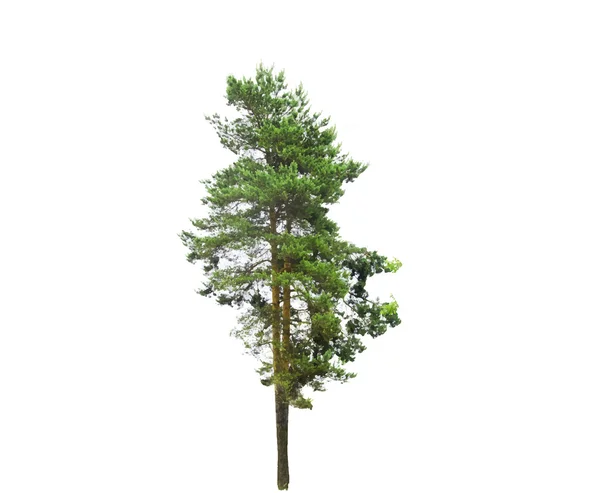 Farbige Silhouette Baum isoliert auf weißem Hintergrund. Vektor — Stockvektor