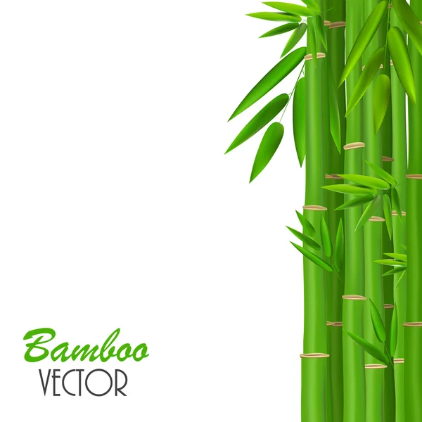Tallos coloridos y hojas de bambú. Ilustración vectorial — Vector de stock