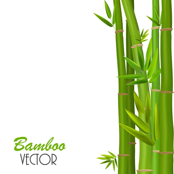 Färgglada stjälkarna och bambu blad. Vektor Illustration — Stock vektor