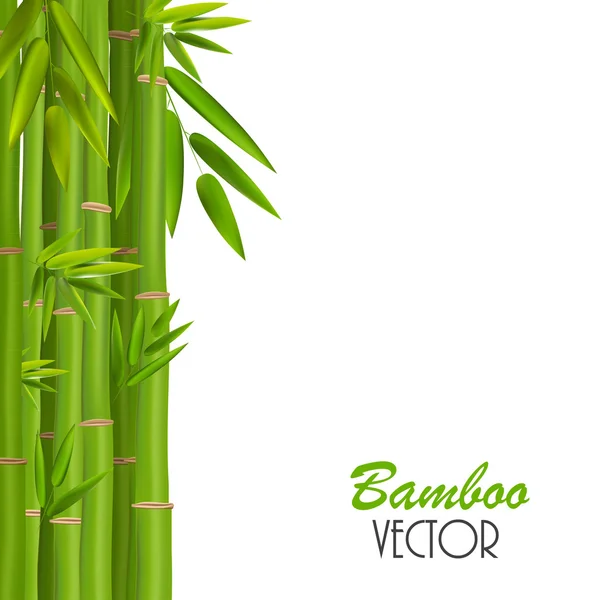 Colorful Stems and Bamboo Leaves. Vector Illustration — Stock Vector
