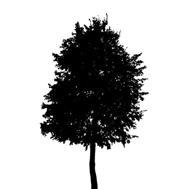 Beyaz arka plan üzerinde izole ağaç siluet. Vektör Illustratio