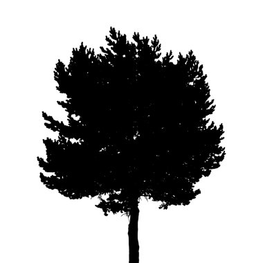 Beyaz arka plan üzerinde izole ağaç siluet. Vektör Illustratio