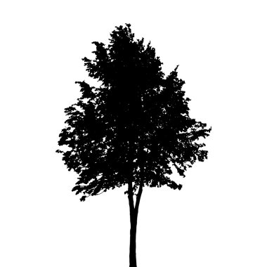 Beyaz arka plan üzerinde izole ağaç siluet. Vektör Illustratio