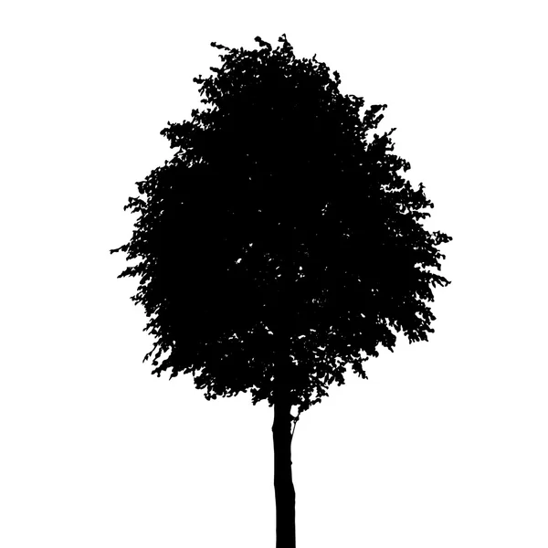 Silhouette albero isolato su sfondo bianco. Vettore Illustratio — Vettoriale Stock