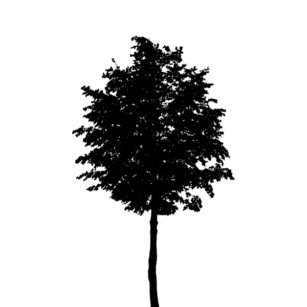 Silueta de árbol aislada sobre fondo blanco. Ilustración vectorial — Vector de stock