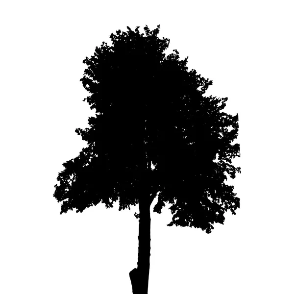 Silueta de árbol aislada sobre fondo blanco. Ilustración vectorial — Vector de stock
