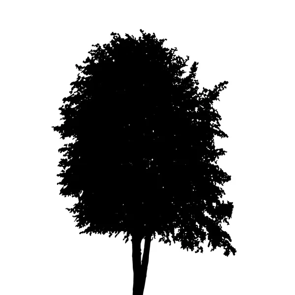 Baumsilhouette isoliert auf weißem Hintergrund. Vektor illustratio — Stockvektor