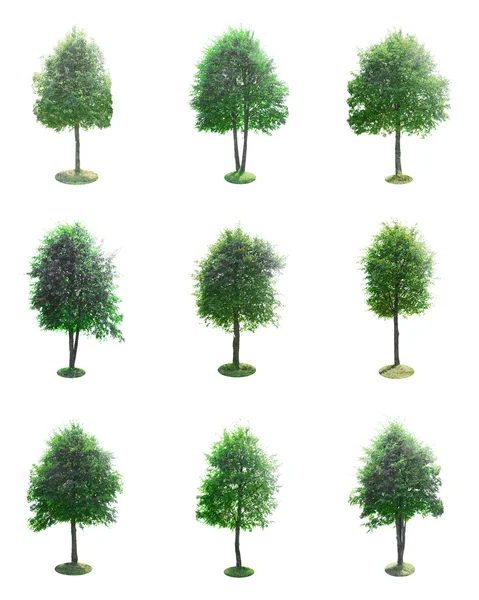 Sada zelených stromů, samostatný — Stock fotografie