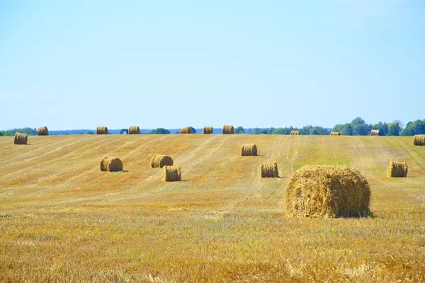 Field after Harvest Straw. — Stock Photo, Image