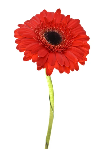 Flor de gerbera isolada sobre fundo branco — Fotografia de Stock