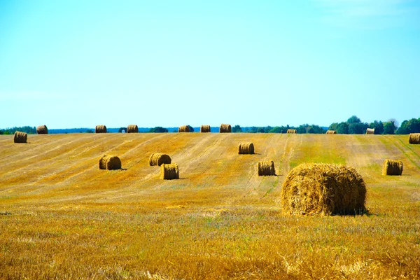 Alandan sonra hasat saman.