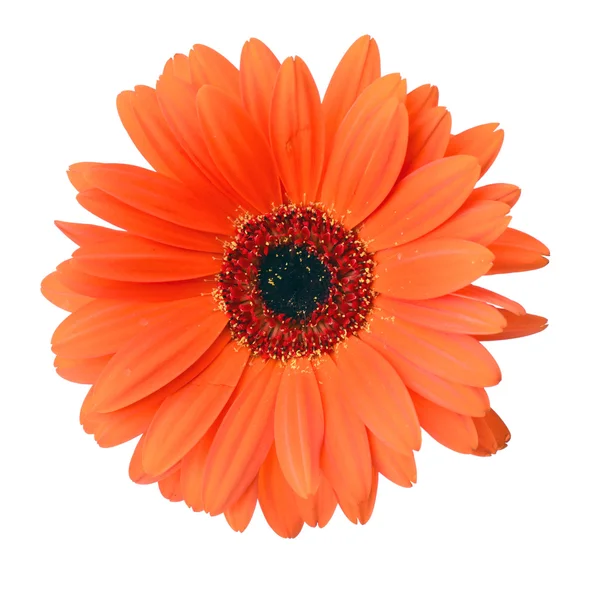 Flor de gerbera isolada sobre fundo branco — Fotografia de Stock