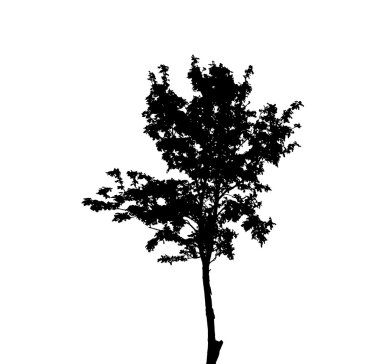 Beyaz backgorund izole ağaç siluet. vecrtor illustrati