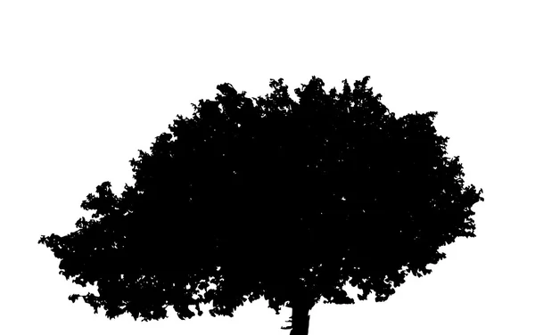 Boom silhouet geïsoleerd op een witte achtergrond. Vector Illustratio — Stockvector