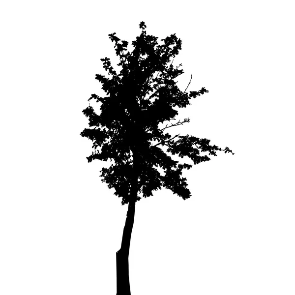 Tree Silhouette Isolado em fundo branco. Vector Illustratio — Vetor de Stock