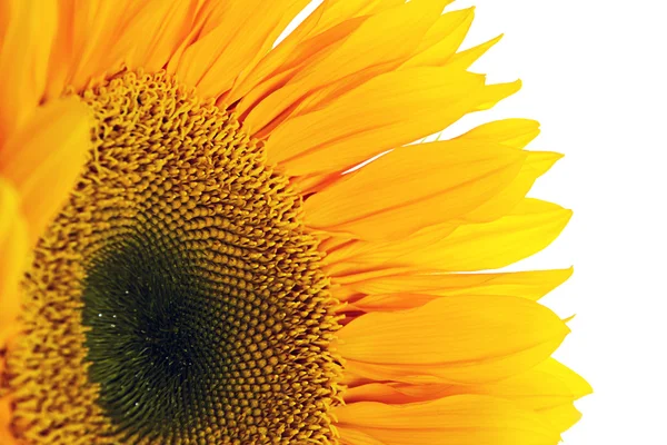 Bunga matahari. Terisolasi pada latar belakang putih — Stok Foto