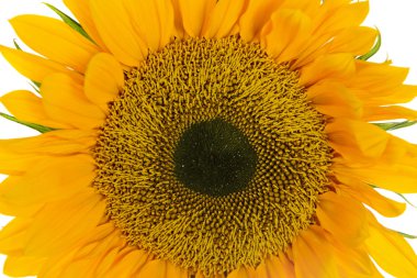 Ayçiçeği. Beyaz arkaplanda izole