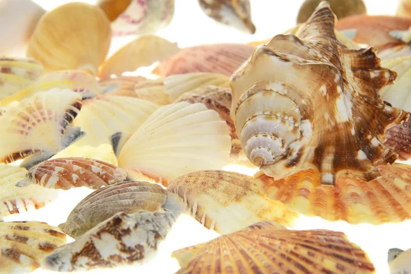 Conjunto de conchas. Isolados — Fotografia de Stock