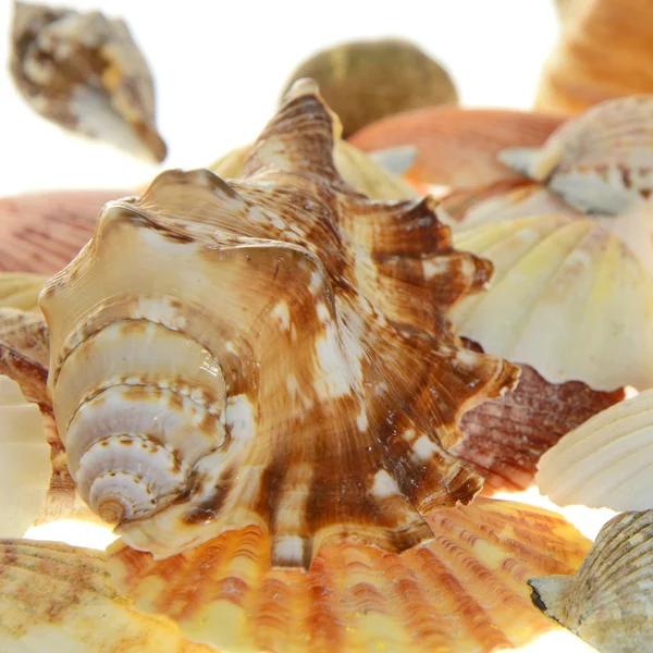 Conjunto de conchas. Isolados — Fotografia de Stock