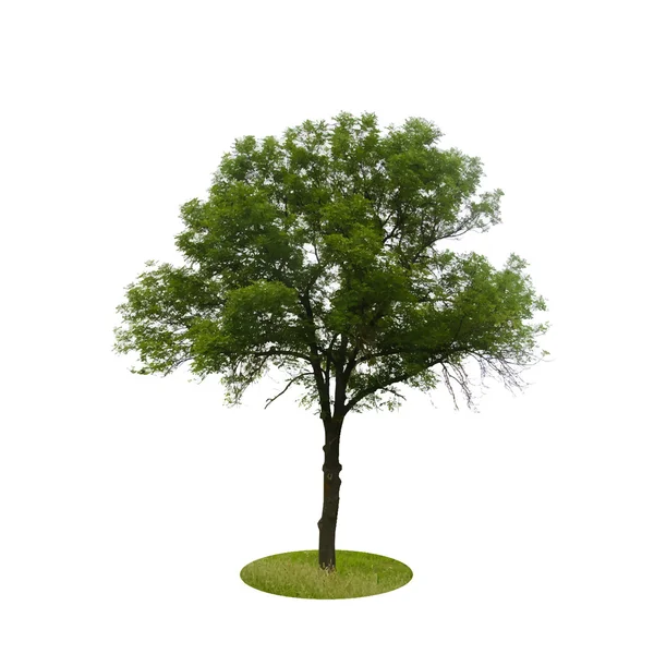 Icona albero colorato — Vettoriale Stock