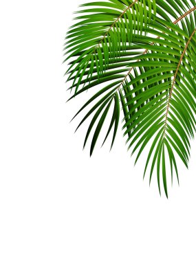 Palmiye yaprağı vektör arka plan illüstrasyon