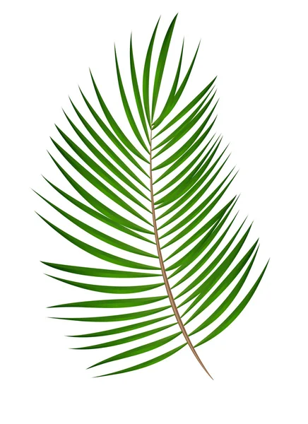 Palm blad vectorillustratie achtergrond — Stockvector