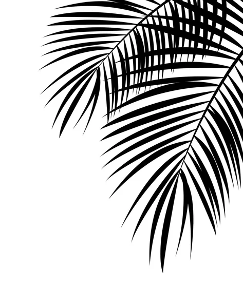 Palm blad vectorillustratie achtergrond — Stockvector