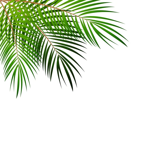 Palm Leaf Vector Background Illustration — Stock Vector