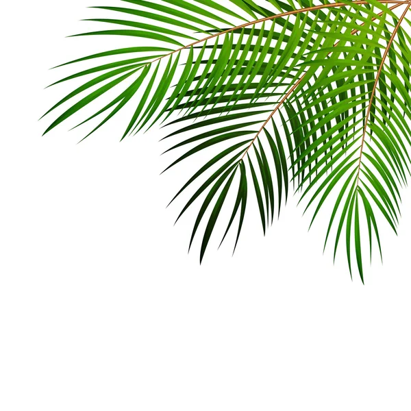 Векторні ілюстрації пальмового листя — стоковий вектор