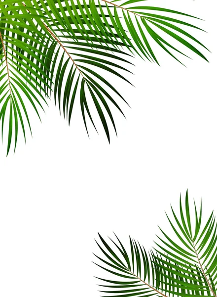 Palm Leaf διάνυσμα φόντο εικόνα — Διανυσματικό Αρχείο