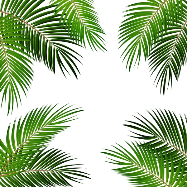 Palm blad vectorillustratie achtergrond — Stockvector