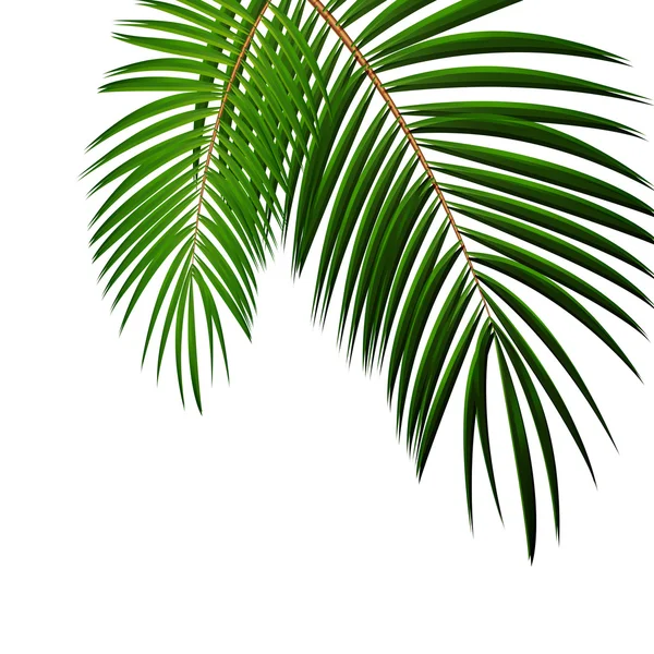 Palm Leaf on White Background with Place for Your Text Vector Il — Stock Vector