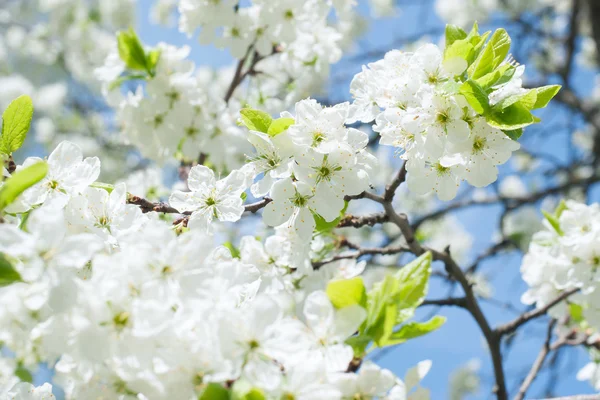 Apple blommor — Stockfoto