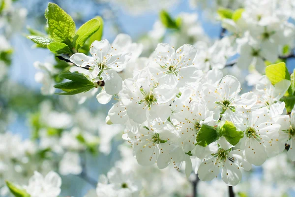 Flores de manzana — Foto de Stock