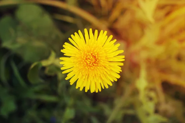 Yellow dandelion — Stock Photo, Image