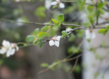 Bir beyaz ağaç çiçek üzerinde odaklanmak