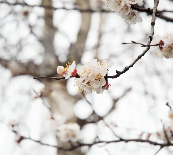 Spring tree flower — Stock Photo, Image