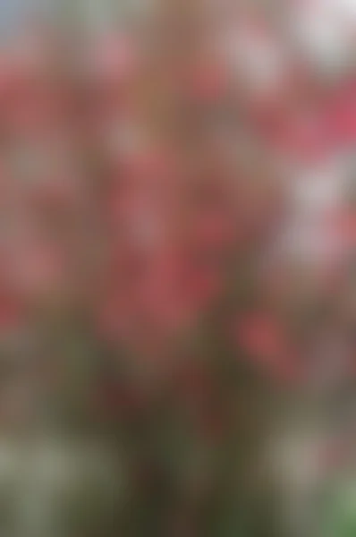 Desfocado fora de foco ramos de flores vermelhas — Fotografia de Stock