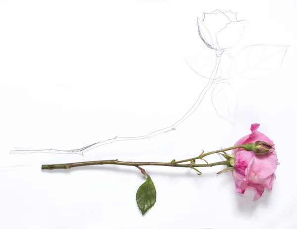 Horizontal hand drawing and image of roses — Stock Photo, Image