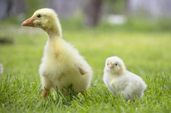 Petit canard et poulet — Photo