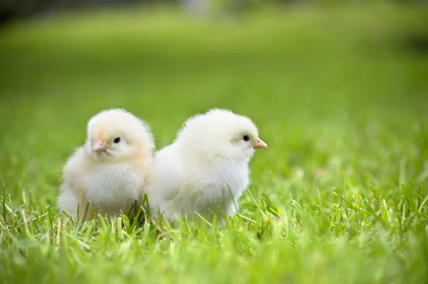 잔디에 두 개의 작은 닭 — 스톡 사진